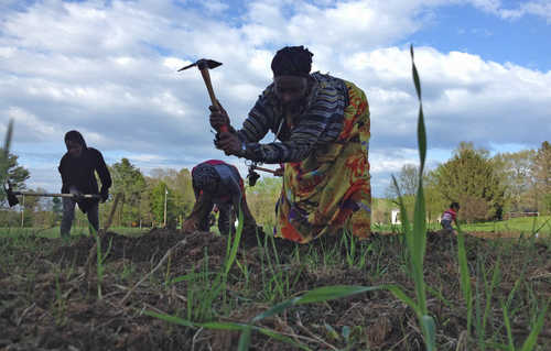Somali Bantu farmers put down roots in Maine